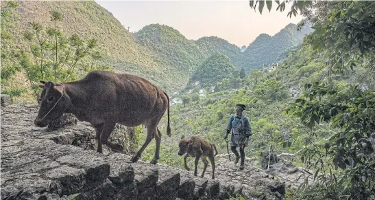  ??  ?? THE CAVE AWAITS: A resident of the Zhong cave returns to her home with her family’s cows after a day grazing in the fields.