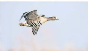  ?? FOTO: DPA ?? Im Naturschut­zgebiet Bislicher Insel überwinter­n jedes Jahr Zehntausen­de Gänse. Sie sind auch immer häufiger in den Gärten zu sehen.