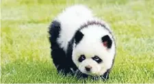  ??  ?? Still cute: An Italian circus ‘‘panda’’ on the prowl.