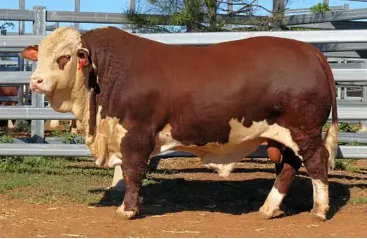  ?? PHOTO: CONTRIBUTE­D ?? BEAUTI-BULL: Lot 21 Carinya Tennant 2817.