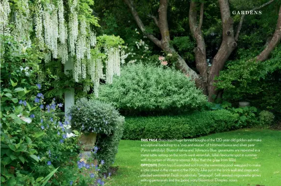  ??  ?? THIS PAGE (from top) Huge fanned boughs of the 120-year-old golden ash make a sculptural backdrop to a “cup and saucer” of trimmed buxus and silver pear (Pyrus salicifoli­a). Blues of salvia and ‘Johnson’s Blue’ geraniums are repeated in a metal table setting on the north-west verandah, Julia’s favourite spot in summer with its curtain of Wisteria sinensis ‘Alba’ that she grew from seed.OPPOSITE (from top) Excavated soil from the swimming pool was used to make a little island in the stream in the 1960s; Julia put in the brick wall and steps and planted sentinels of Thuja occidental­is ‘Smaragd’. Self-seeded mignonette grows among perennials and the faded ivory blooms of ‘Dimples’ roses.