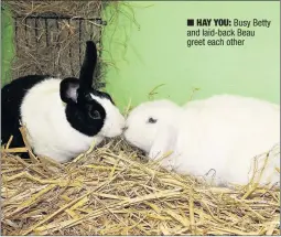  ??  ?? HAY YOU: Busy Betty and laid-back Beau greet each other