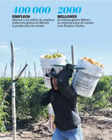  ?? FOTO: EL DEBATE ?? directos y un millón de empleos indirectos genera en México la producción de tomate.
> En Sinaloa concluyen los cortes de tomate.