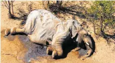  ?? FOTO: UNCREDITED/HONS/AP/DP ?? Ein toter Elefant von unerklärli­ch vielen in Botsuana.