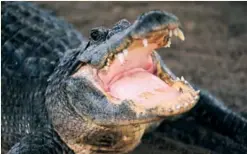  ?? GETTY IMAGES ?? Oh, snap! Researcher­s may have to get past a mean mama to collect those alligator eggs.