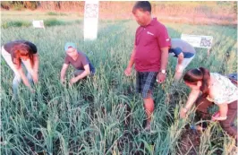  ??  ?? Jose Madriaga (standing) and visitors checking corn planted between shallot as a relay crop.