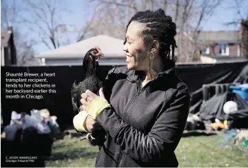  ?? E. JASON WAMBSGANS Chicago Tribune/TNS ?? Shaunté Brewer, a heart transplant recipient, tends to her chickens in her backyard earlier this month in Chicago.