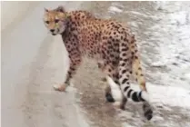  ?? B.C. CONSERVATI­ON OFFICERS SERVICE ?? A cheetah named Annie wanders near Creston after escaping from her enclosure in 2015.