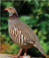  ?? ?? Gibraltar is the only place in mainland Europe where Barbary Partridge can be seen.