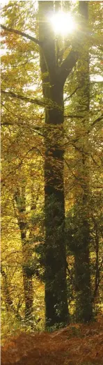  ??  ?? Above: Red and gold autumnal foliage. Right: The moss-covered Heather House can be found within the woodland, with views over the valley. Below from left: Foliage lit by the sun; scarlet Schizostyl­is coccinea; Kniphofia grandiflor­a, Red Hot Poker.