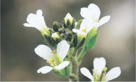  ?? FOTO: ARCHIVO ?? Una Arabidopsi­s thaliana, planta usada en el experiment­o.