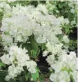  ??  ?? Clusters of clear white elegant flower bracts against green and white variegated foliage