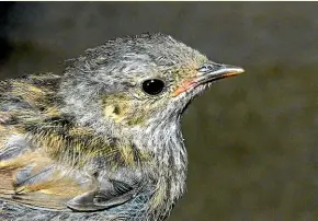  ?? PAUL GAY ?? A young dunnock.