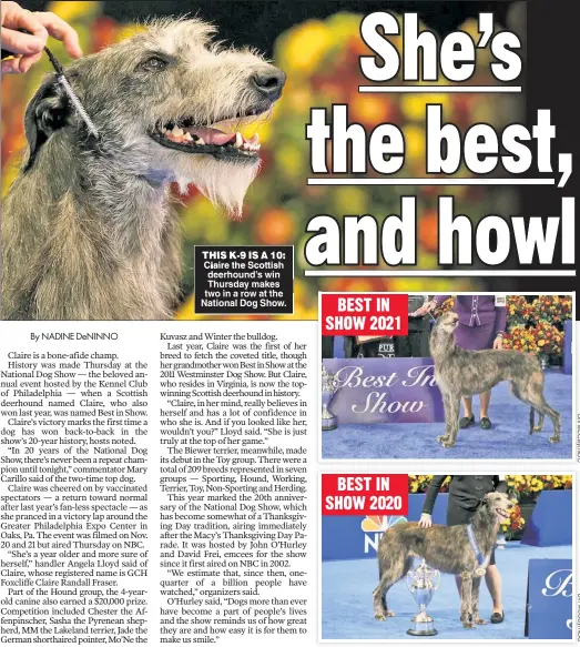  ?? ?? THIS K 9 IS A 10: Claire the Scottish deerhound’s win Thursday makes two in a row at the National Dog Show.