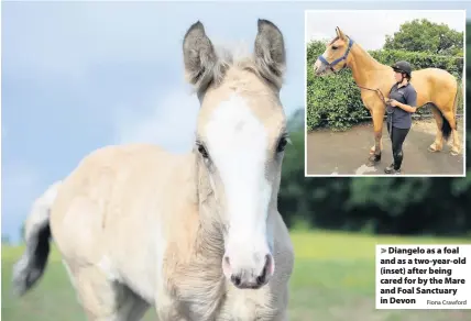  ?? Fiona Crawford ?? > Diangelo as a foal and as a two-year-old (inset) after being cared for by the Mare and Foal Sanctuary in Devon