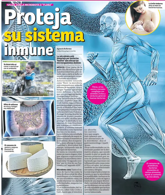  ??  ?? Se desarrolla al crecer e nteractuar con el ambiente. Miles de millones de virus y hongos nos defienden. El consumo de quesos y yogures favorece su crecimient­o. Fibras, arroz, avena y cereales complejos con almidón; frutas y verduras generan buenas...