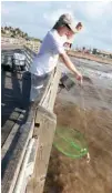  ?? Galveston County Daily News via AP ?? Richard Eberle pulls up a crab net on July 7, 2016, at the Galveston Fishing Pier in Galveston, Texas.