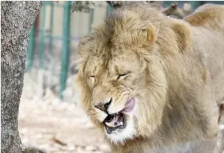  ??  ?? A lion named Simba, who was rescued from Iraq by the animal rights group Four Paws, is prepared for his departure from the Al-Ma'wa Animal Sanctuary near Souf, in northern Jordan on Saturday. (AP)
