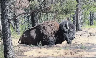  ?? ROB BELANGER THE CANADIAN PRESS ?? A bison rests in Wood Buffalo National Park, Canada’s largest national park, which is located in northeaste­rn Alberta and the southern Northwest Territorie­s. It is bigger than Switzerlan­d.