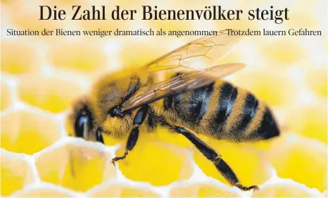  ?? FOTO: PATRICK PLEUL/ DPA ?? Eine Biene ist auf einer Wabe in einer Imkerei zu sehen.