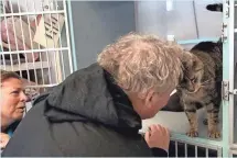  ?? COURTESY OF WEST MILFORD ANIMAL SHELTER SOCIETY ?? Susan Zelitsky of Wanaque looks on as Jimmy the tabby cat, missing for 2½ years, gives a head butt to her husband, Bob, last month at a shelter 10 miles from home.