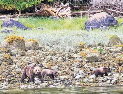  ?? FOTOS (3): MICHAEL JUHRAN ?? Grizzly-Bärin Bella ist mit ihren drei Jungen auf der Suche nach Krabben und Muscheln.