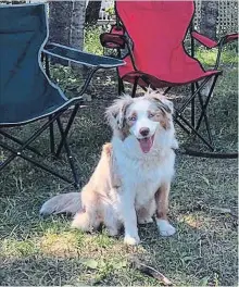  ?? SHAWN MCFADDEN THE CANADIAN PRESS ?? An Australian shepherd named Nike was one of three dogs who died shortly after playing in the Saint John River.