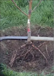  ?? LEE REICH VIA AP ?? This undated photo shows a bare root tree being planted in New Paltz, N.Y. A cone-shaped hole about twice the width of root spread and just deep enough to get the tree in the ground is one step in getting this bare-root tree off to a good start.