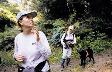  ?? Michael Macor / The Chronicle ?? Aimee Hurt (left) and Debbie Woollett, with Working Dogs for Conservati­on, and detection dog Wicket search for white-footed voles.