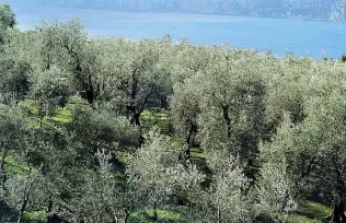  ??  ?? Benaco Tre i prodotti regionali tutelati dalla Commission­e europea Tra questi c’è l’olio del lago di Garda