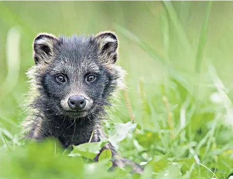  ??  ?? The raccoon dog is more like a fox and does not make a good pet. They are escaping into the wild, where they are a risk to ground-nesting birds and amphibians