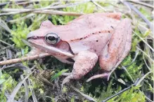  ??  ?? Wood frogs, which don’t urinate in the winter, recycle urea — the main waste in urine — into nitrogen that keeps the small animals alive as they hibernate and freeze.