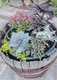  ??  ?? A cathartic transforma­tion: from ravaged tomatoes to autumn colour. Clockwise the top: Persian shield, dusty miller, ornamental peppers, ornamental kale and chrysanthe­mum.