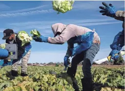  ?? MARK HENLE/THE REPUBLIC ?? Workers harvest lettuce in a field at Desert Premium Farms east of Yuma on Jan. 28, 2022.