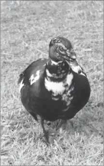  ?? Brodie Johnson • Times-Herald ?? The ponds at the Forrest City Medical Center are home to multiple species of waterfowl. This duck casually takes a stroll after a morning swim.