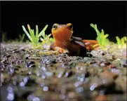  ?? PHOTO BY SHELBY ERICKSON ?? A California newt pauses as it crosses Chileno Valley Road near Petaluma.