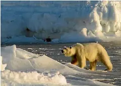  ?? 123RF ?? Travel is a fantastic way to learn. And if you’re lucky enough to see a polar bear while you’re at it...hey, even better.