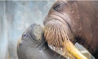  ?? COURTESY OF CHAD BAUMER ?? SeaWorld Orlando walrus Kaboodle is caring for her calf, which has been named Ginger in an online survey.