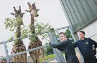  ?? PICTURE: ALAN HAMER ?? ‘EXCEPTIONA­L OFFER’: South Yorkshire mayor Dan Javis feeds the giraffes on a visit to the Yorkshire Wildlife Park.