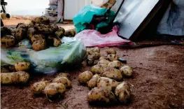  ??  ?? JOBB. Jordbruk är ett av tre områden som syriska flyktingar i Libanon har rätt att arbeta inom. För tio timmars potatisplo­ckning tjänar de 30 kronor.
