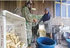  ?? ?? UBI kayu siap dikupas dimasukkan ke dalam mesin untuk dihancurka­n sebelum diperah dan dikeringka­n untuk menjadi debu ubi kayu.