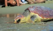  ??  ?? In azione Sandra Hochscheid in alcune fasi di recupero di una tartaruga marina e, nelle foto piccole, il salvataggi­o di una Caretta caretta sulla spiaggia di Acciaroli