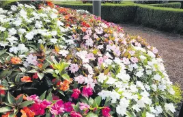  ??  ?? Sunpatiens provides mounds of colour in landscapes