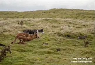  ?? ?? Tawny and Dotty both chase a bolting rabbit