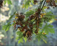  ?? THE ASSOCIATED PRESS ?? A broad leaf maple loaded with seed pods is visible, on Friday, Oct. 7, 2022, in Seattle.