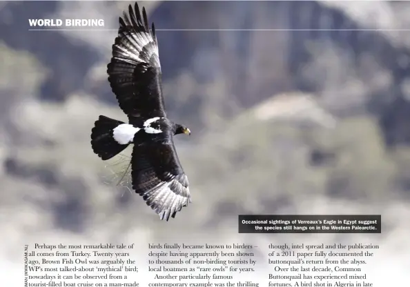  ??  ?? Occasional sightings of Verreaux’s Eagle in Egypt suggest the species still hangs on in the Western Palearctic.