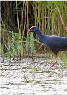  ??  ?? Purple Gallinule (Swamphen), Minsmere, Suffolk, 31 July