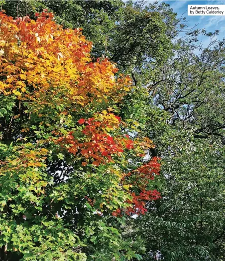  ?? ?? Autumn Leaves, by Betty Calderley