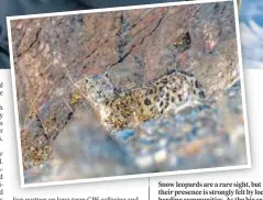  ?? PHOTOS: PRASENJEET YADAV ?? Snow leopards are a rare sight, but their presence is strongly felt by local herding communitie­s. As the big cat’s habitats are encroached upon, they prey on livestock. Retaliator­y attacks have been among the biggest threats to the species.