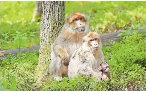  ?? FOTO: MARTIN ELLIOTT/MONTAGNE DES SINGES ?? Am Affenberg im Elsass leben 200 Berberaffe­n in freier Wildbahn. Sie kommen den Besuchern ganz nah.